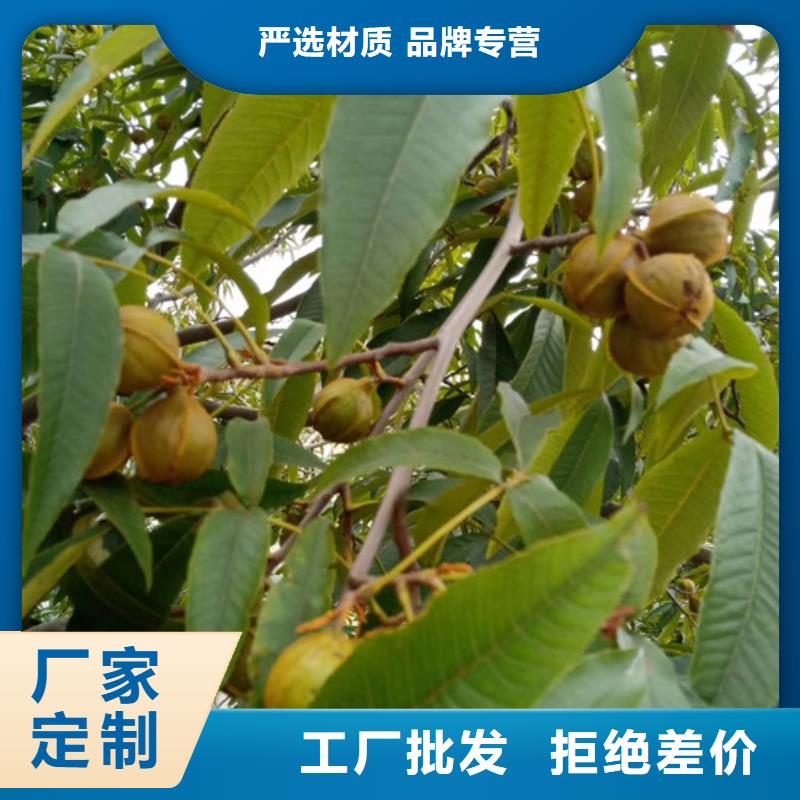 碧根果蓝莓苗厂家精选