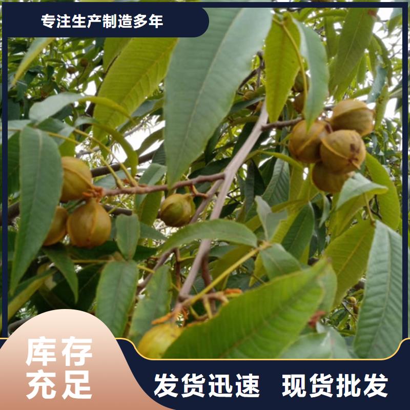 碧根果桃樹苗主推產(chǎn)品
