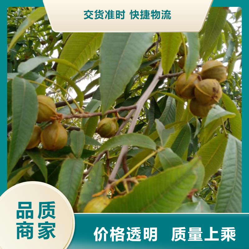 碧根果梨树苗专业完善售后