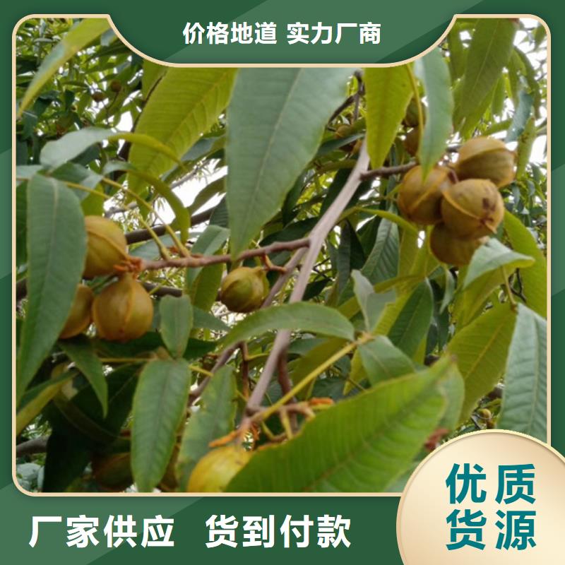 碧根果3公分软籽石榴苗商家直供
