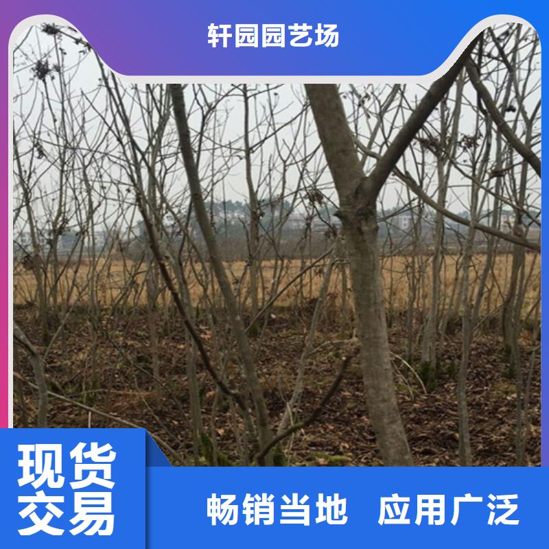 碧根果桃樹(shù)苗好品質(zhì)用的放心