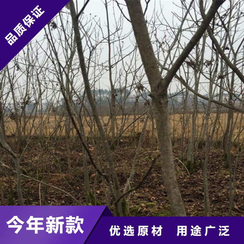 碧根果石榴树源头直供