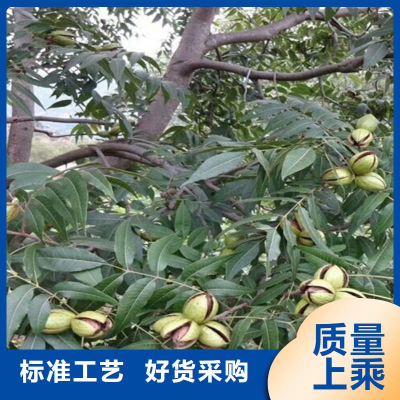 碧根果蓝莓苗厂家精选