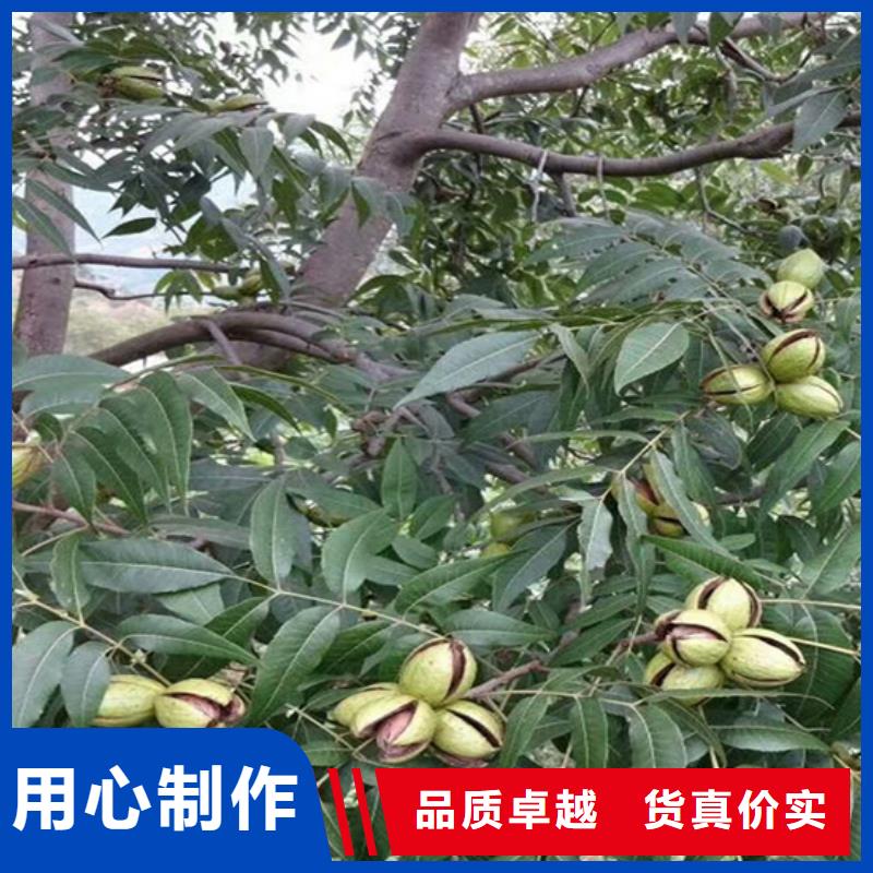 碧根果石榴树源头直供