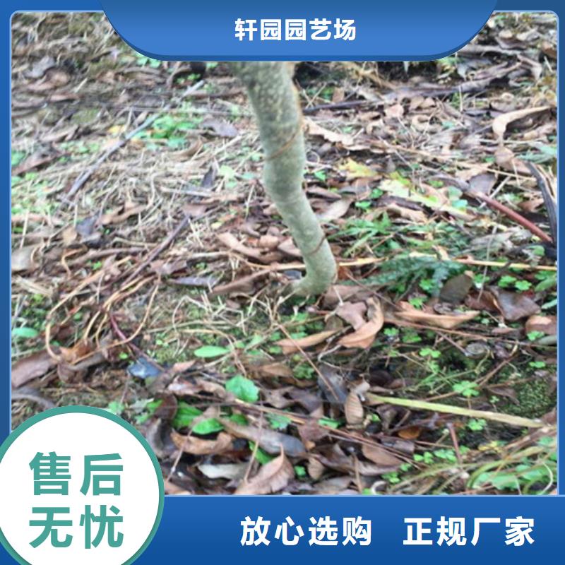 碧根果櫻桃苗定制零售批發(fā)