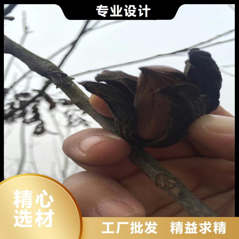 碧根果石榴树源头直供