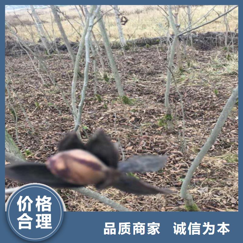 碧根果桃樹(shù)苗好品質(zhì)用的放心