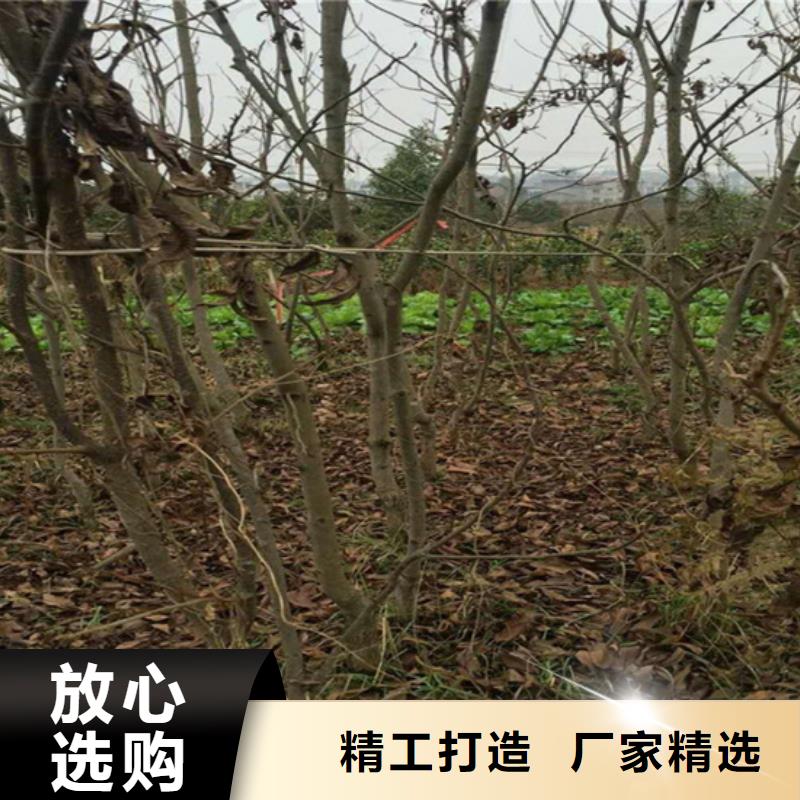 碧根果3公分软籽石榴苗商家直供