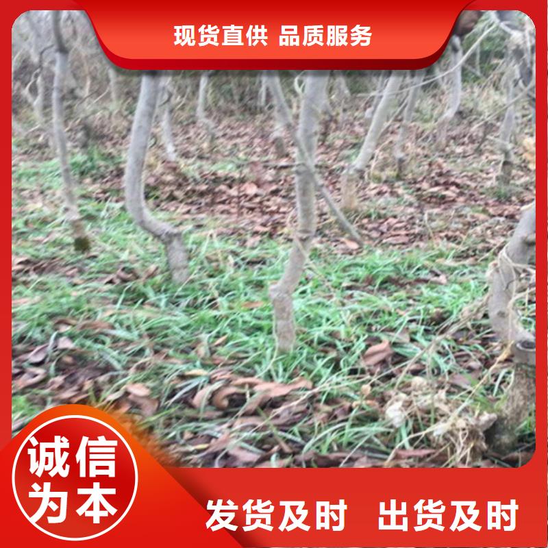 碧根果3公分软籽石榴苗商家直供