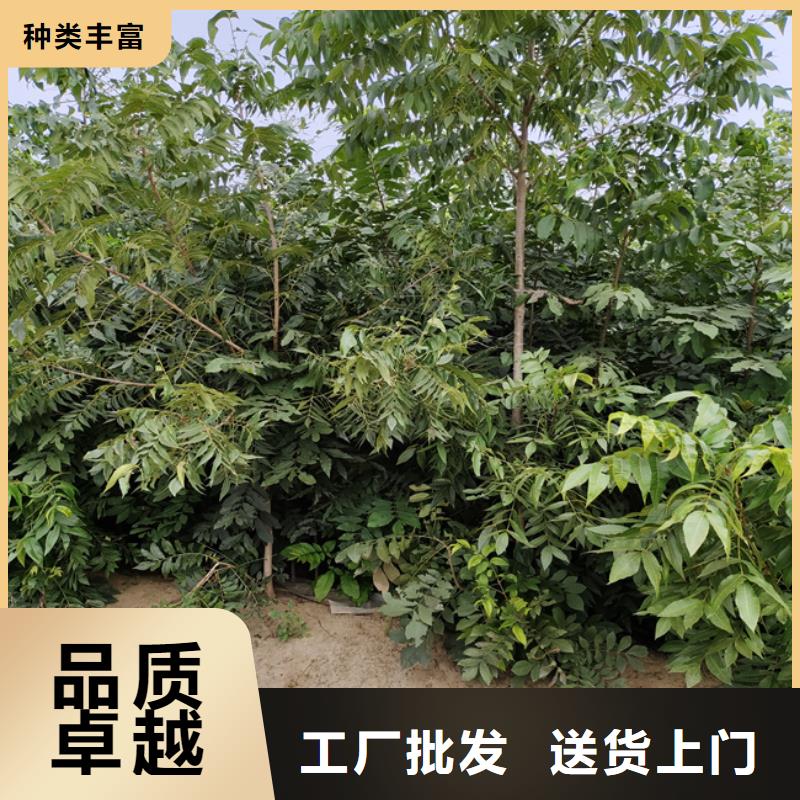 碧根果石榴树源头直供