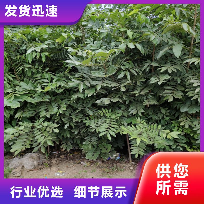 碧根果蓝莓苗厂家精选