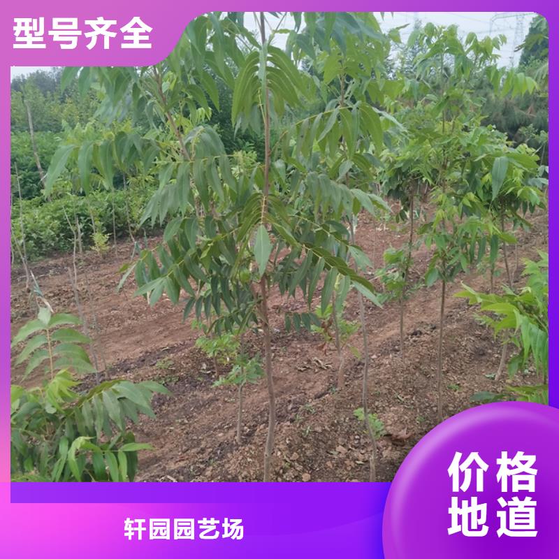 碧根果梨樹苗專業(yè)完善售后