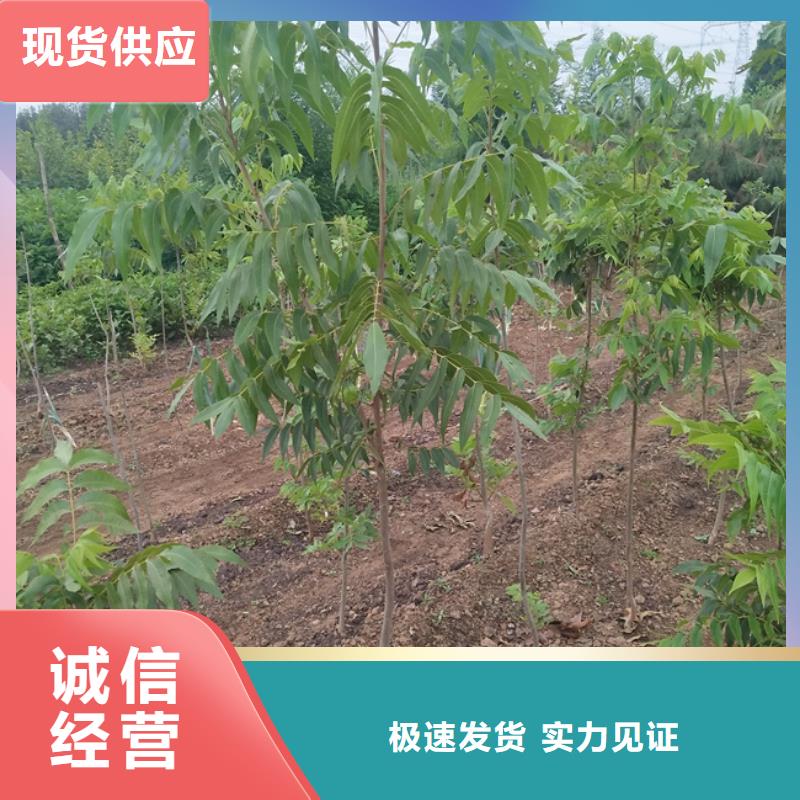 碧根果桃树苗好品质用的放心