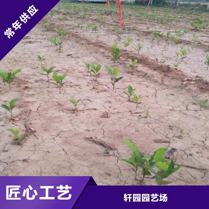 碧根果蓝莓苗厂家精选