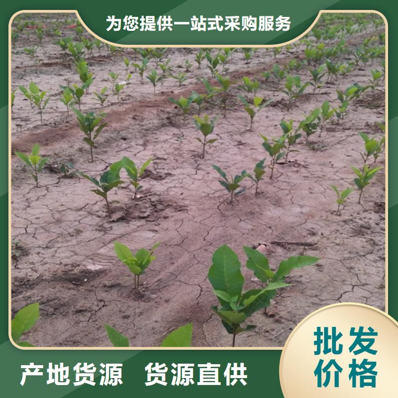 碧根果桃樹苗主推產(chǎn)品