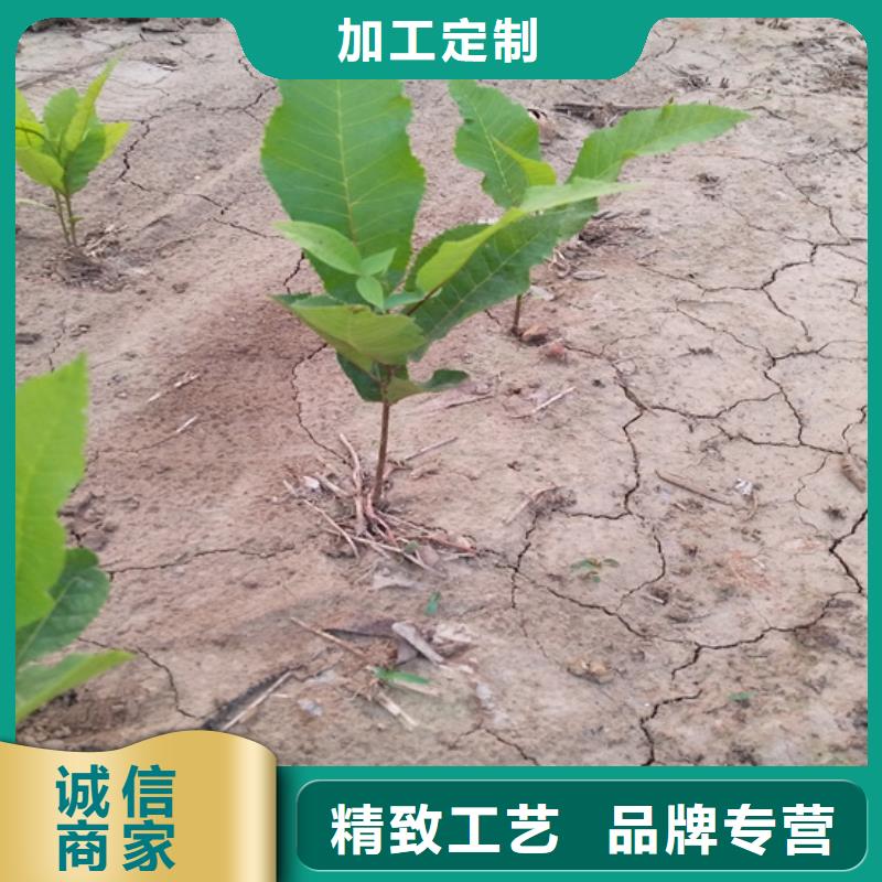 碧根果石榴树源头直供