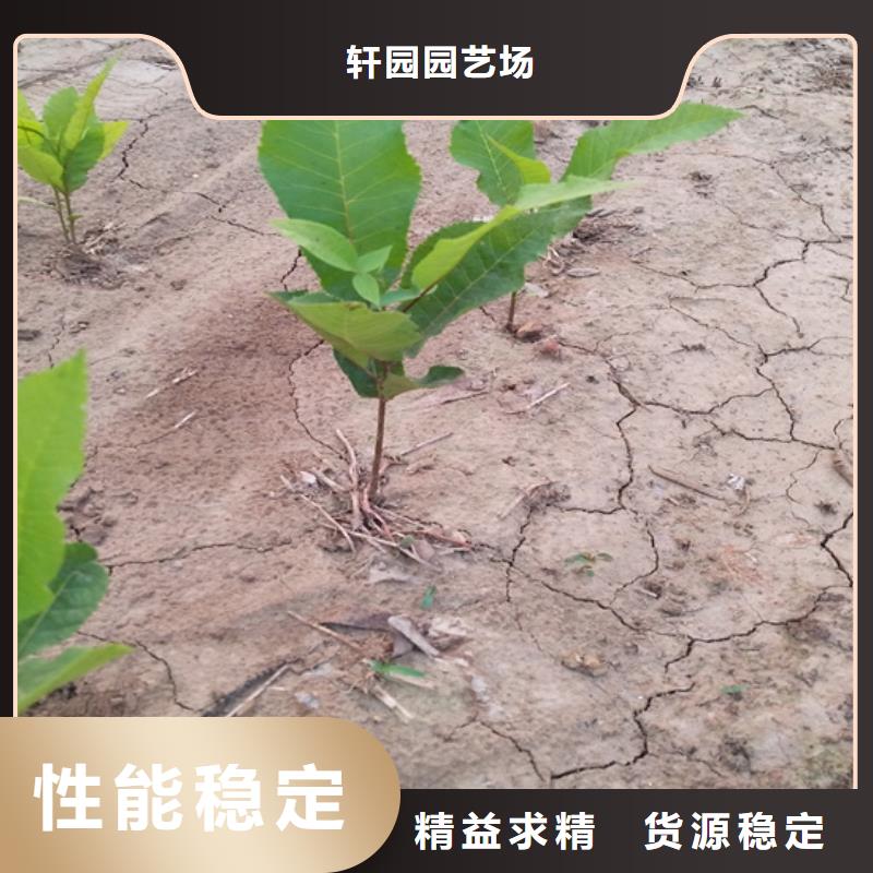 碧根果_櫻桃苗一站式廠家