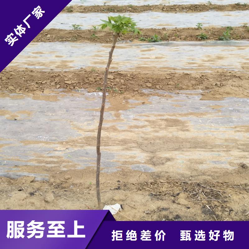 碧根果桃樹苗主推產(chǎn)品