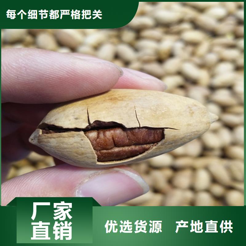 碧根果藍(lán)莓苗廠家精選
