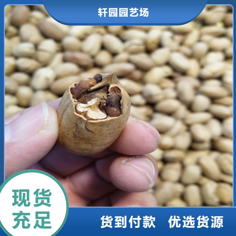 碧根果蓝莓苗厂家精选