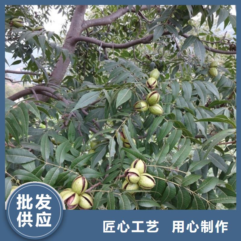 碧根果石榴树源头直供