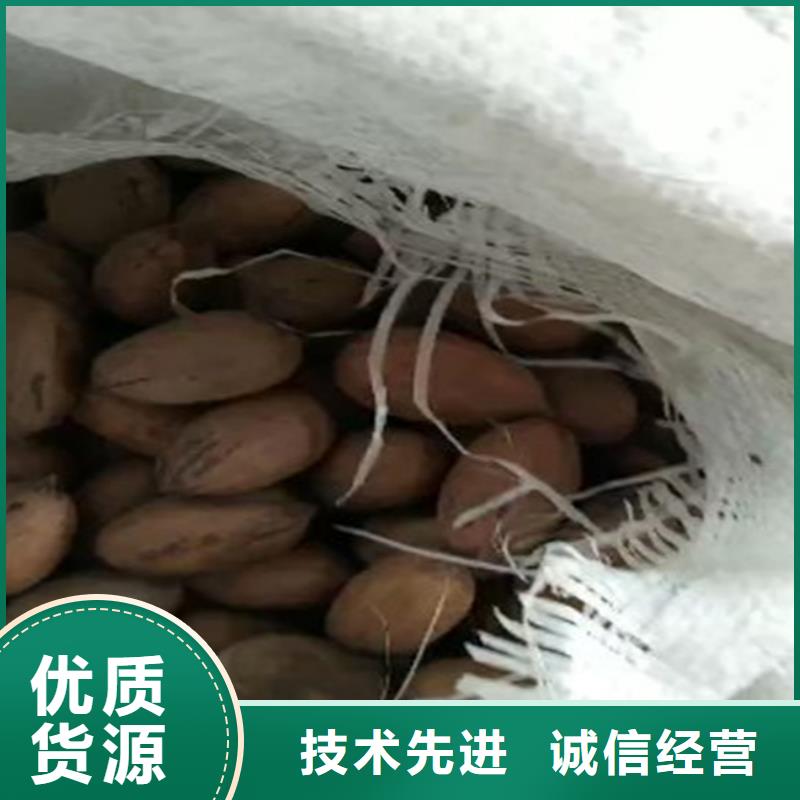 碧根果_蘋果苗優(yōu)選貨源