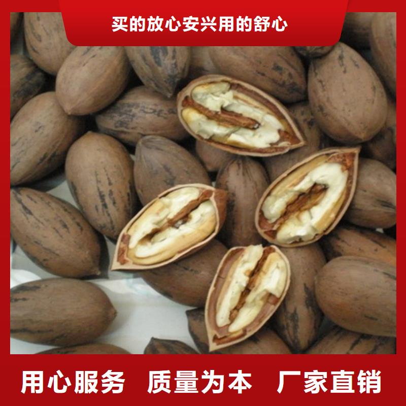 碧根果3公分软籽石榴苗商家直供