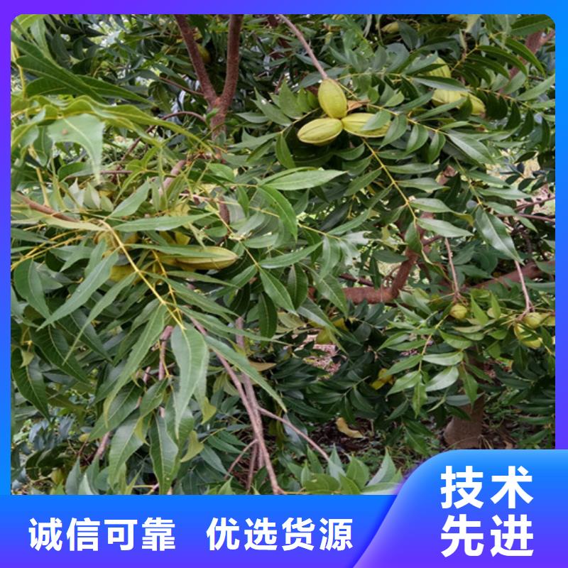 碧根果石榴树源头直供