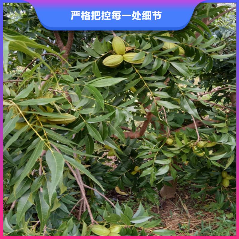 碧根果石榴树源头直供