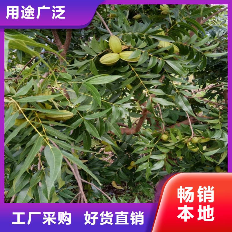 碧根果3公分软籽石榴苗商家直供