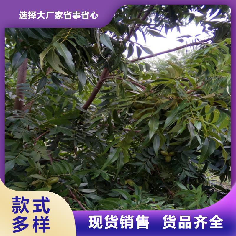 碧根果石榴树源头直供