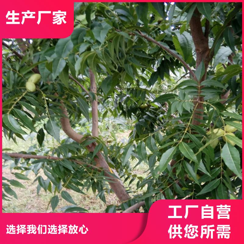 碧根果石榴树源头直供