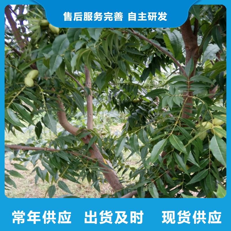 碧根果3公分软籽石榴苗商家直供