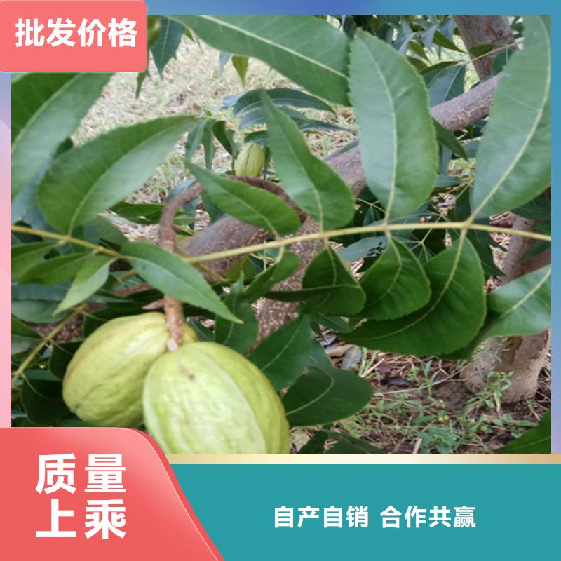 碧根果藍(lán)莓苗廠家精選