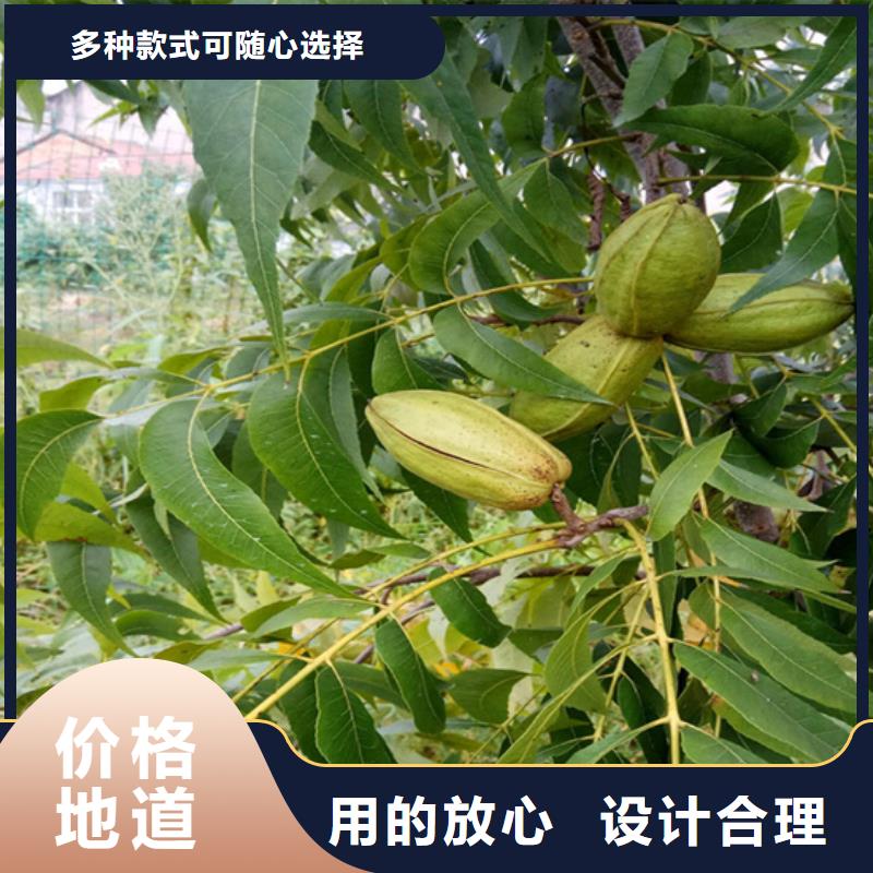 碧根果樱桃苗放心购