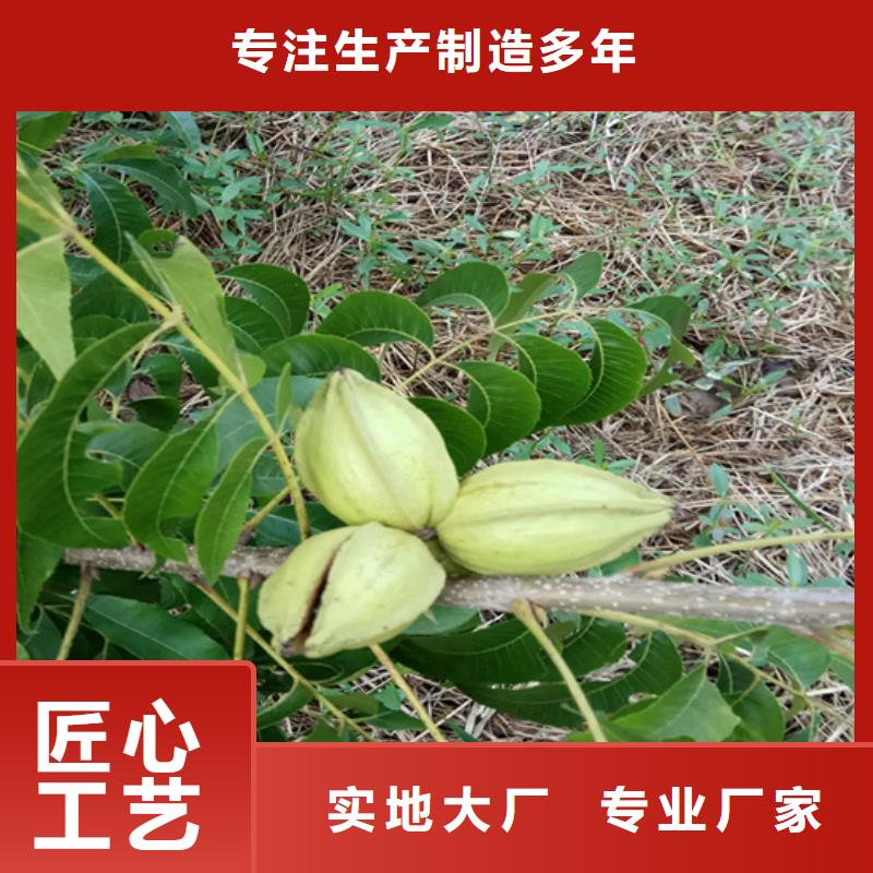碧根果石榴树源头直供