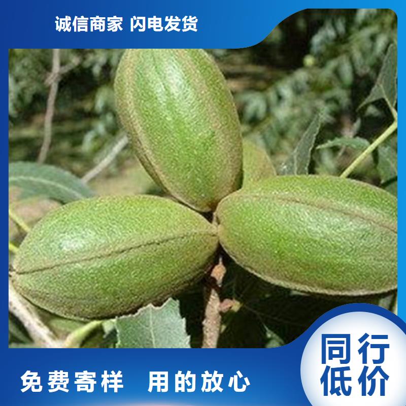 碧根果石榴树源头直供