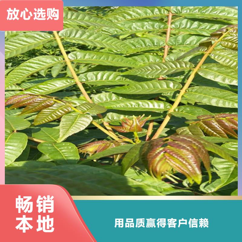 香椿嘎啦苹果重信誉厂家