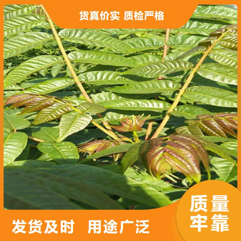香椿櫻桃苗好產(chǎn)品價(jià)格低