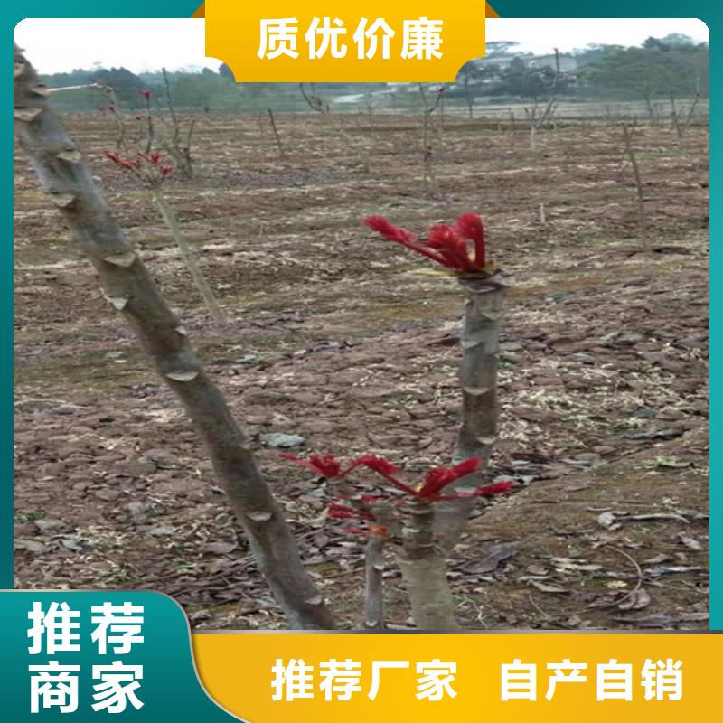 香椿_桃樹(shù)苗實(shí)力商家供貨穩(wěn)定