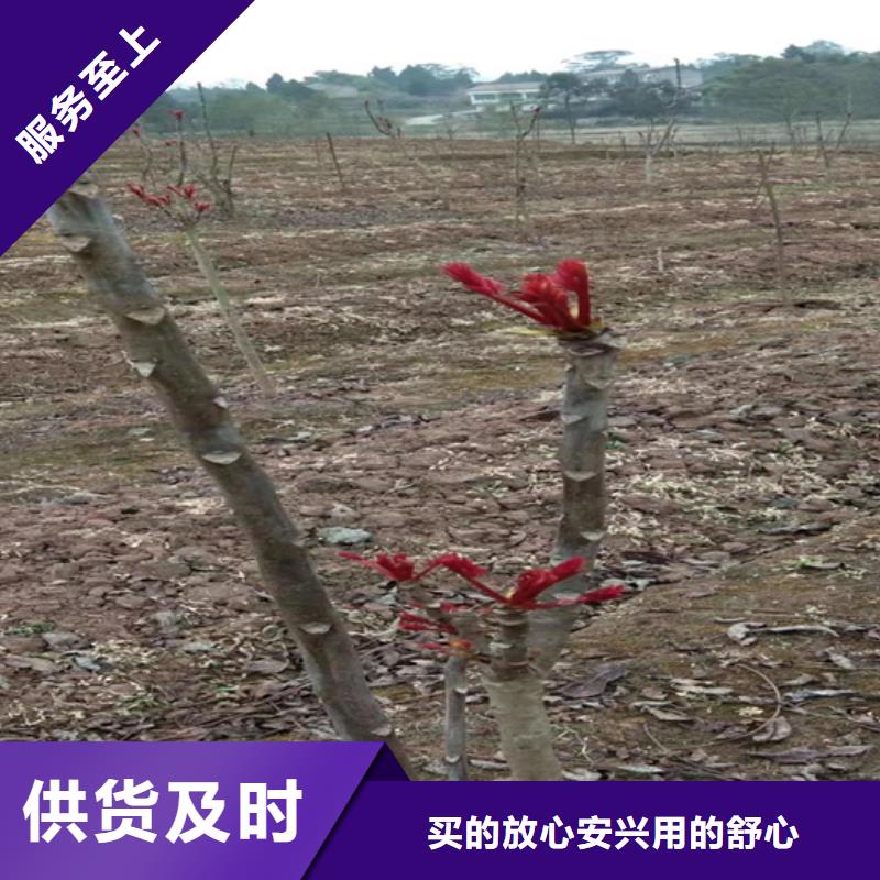 香椿櫻桃苗好產(chǎn)品價(jià)格低