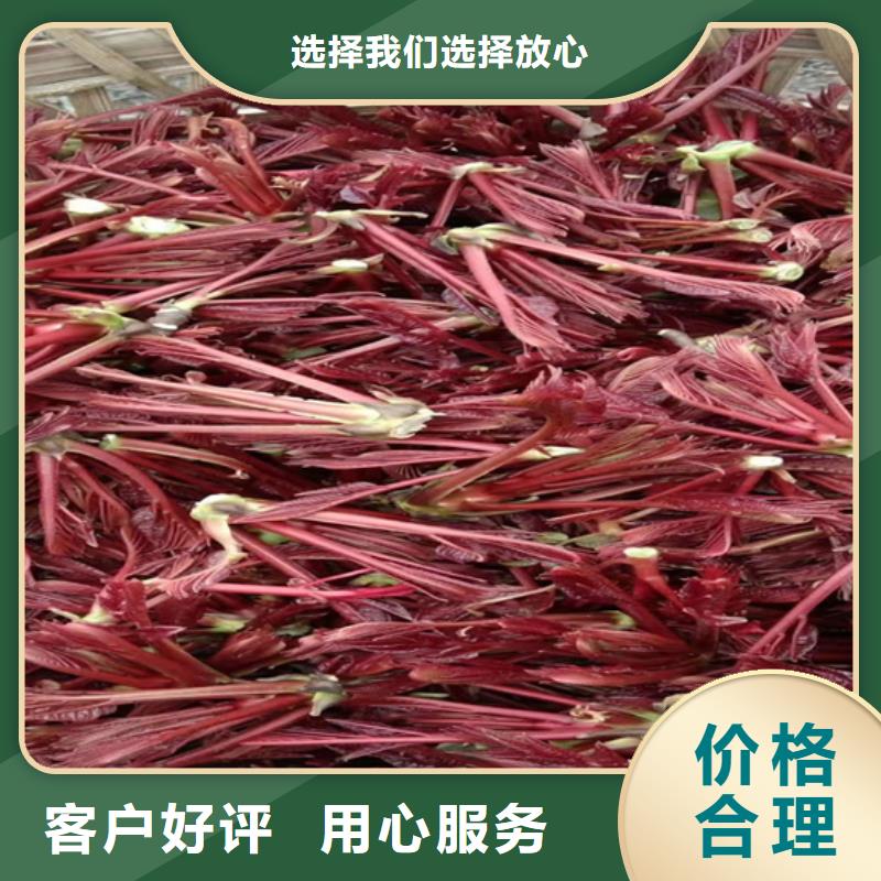 香椿蘋果苗實(shí)力廠家