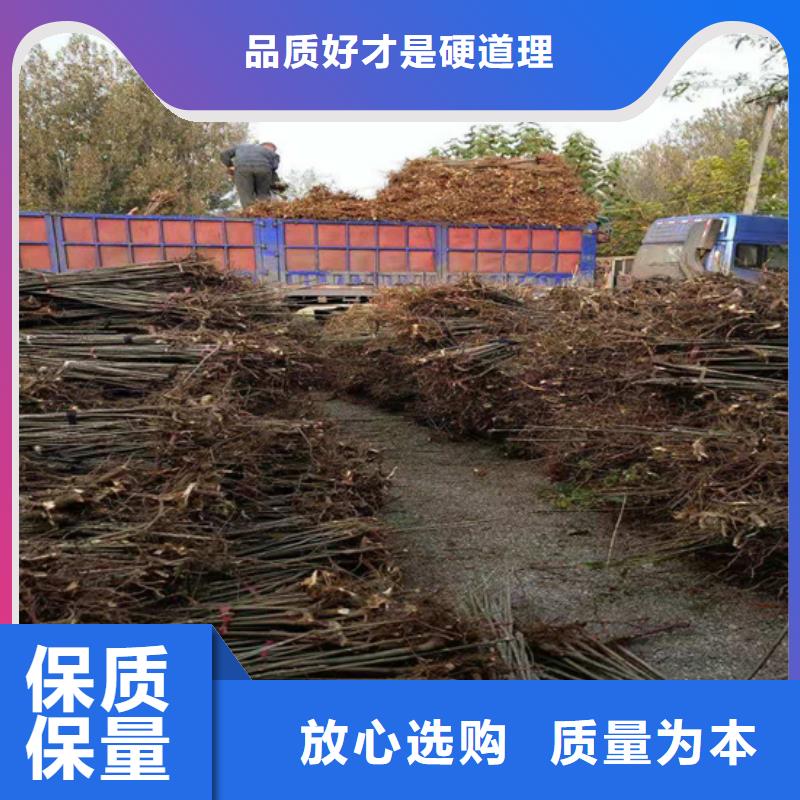 香椿獼猴桃苗訂制批發(fā)