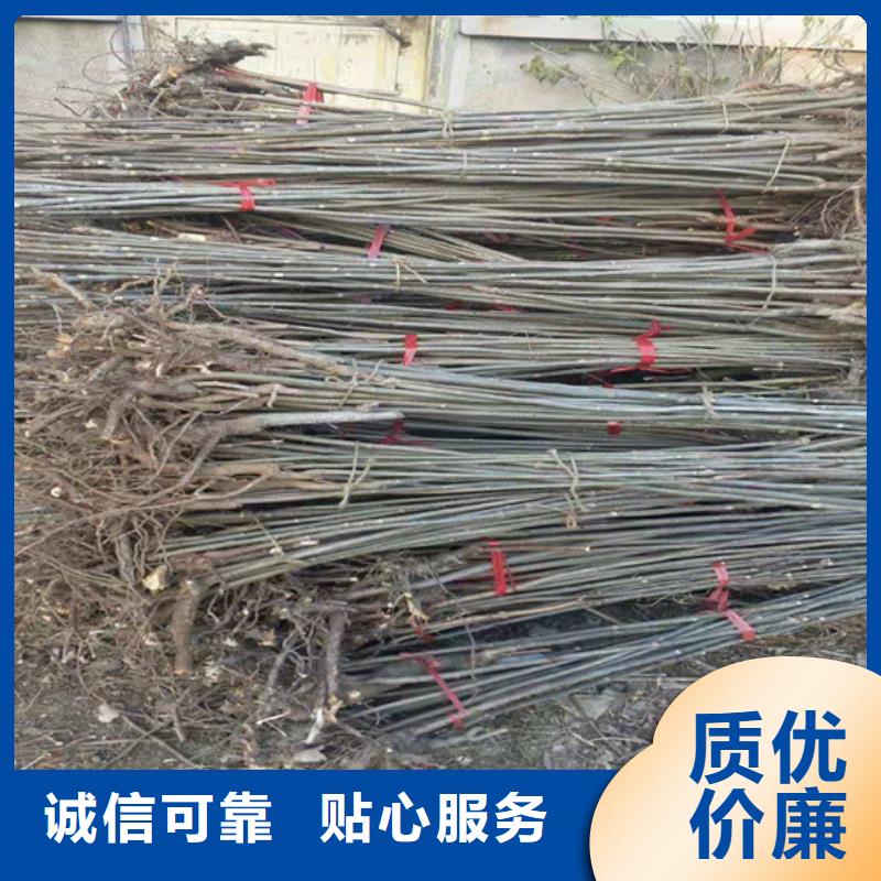 香椿石榴樹設(shè)計合理
