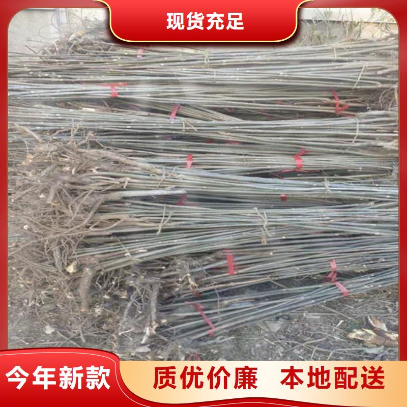 香椿石榴苗貨源足質(zhì)量好