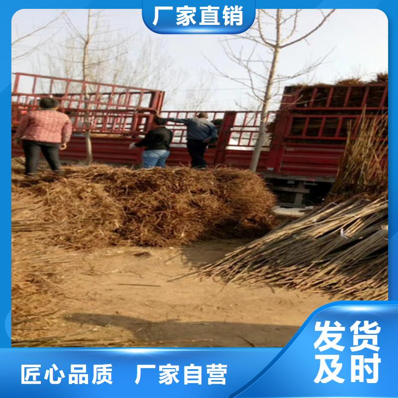 香椿,3公分軟籽石榴苗質(zhì)量看得見