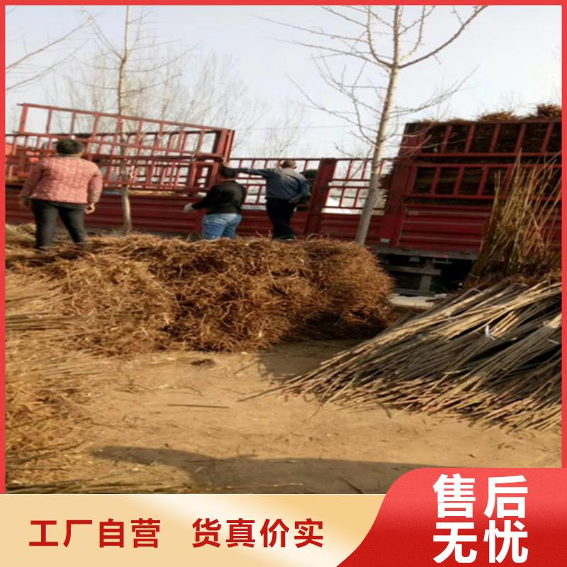 香椿_桃樹(shù)苗實(shí)力商家供貨穩(wěn)定