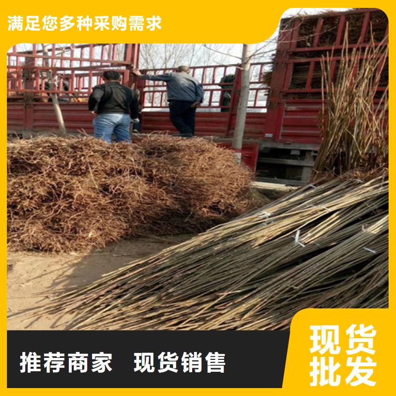 香椿_桃樹(shù)苗實(shí)力商家供貨穩(wěn)定