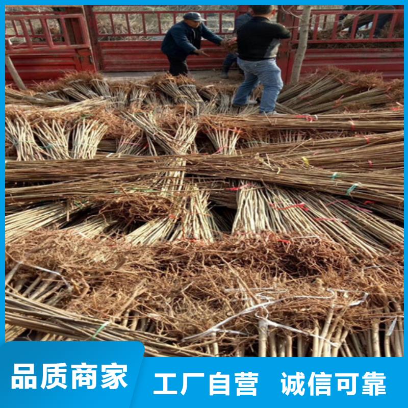香椿,3公分軟籽石榴苗質(zhì)量看得見