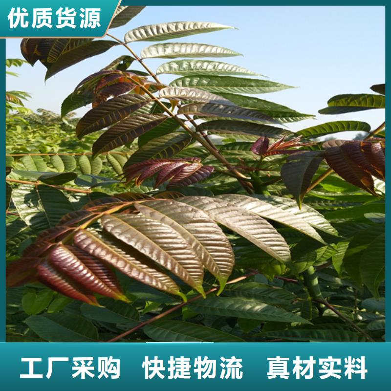香椿櫻桃苗好產(chǎn)品價(jià)格低